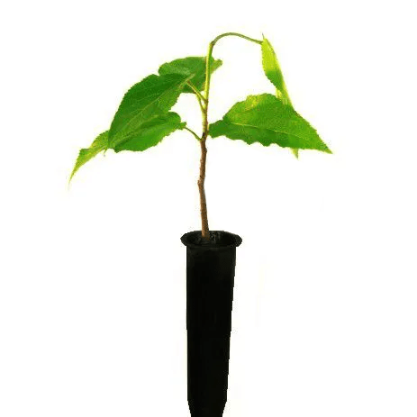 Mudas de Mutamba 2m - Plantae Shop