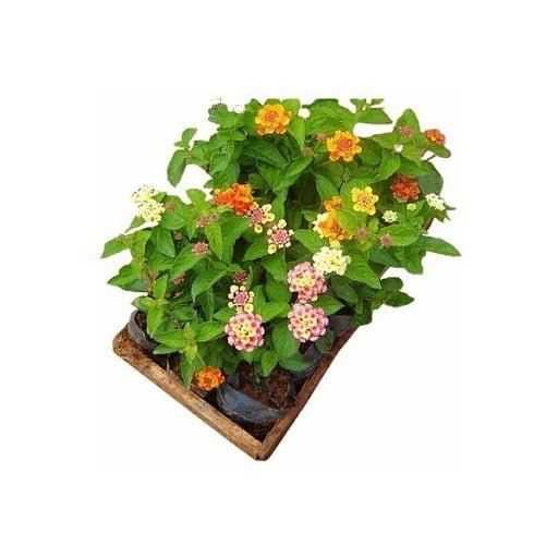 Mudas de Lantanas Arbustivas cores Variadas (10 unidades)